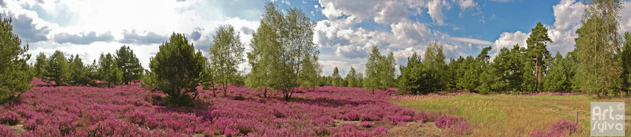 Brandenburger Heide